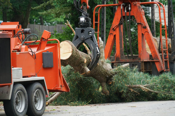 Best Dead Tree Removal  in Monument Hills, CA